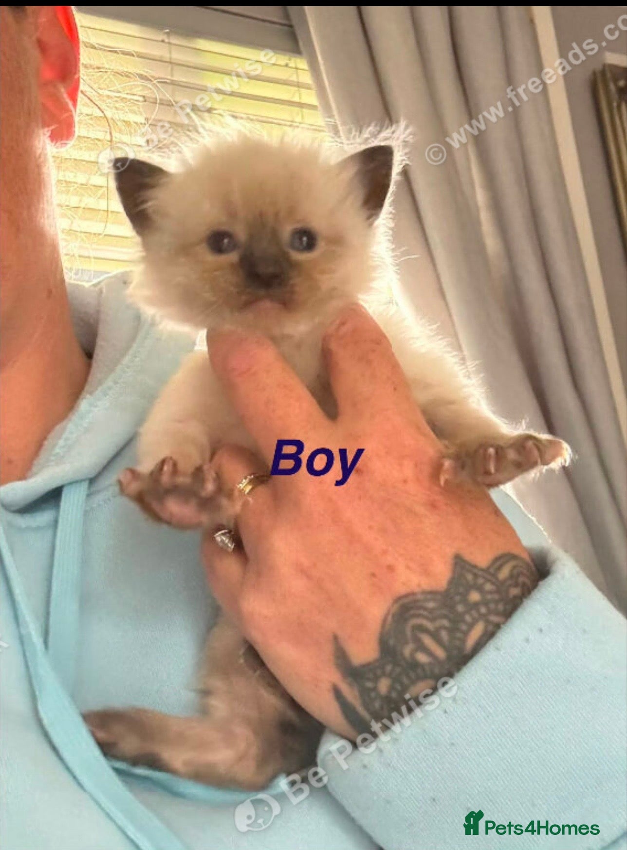 Ragdoll cats for sale: Ragdolls  - Advert 8