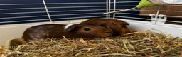 Guinea Pig rodents for sale: 2 Bonded Male Guinea Pigs + Full Setup & Extras in Oswestry - Advert 6