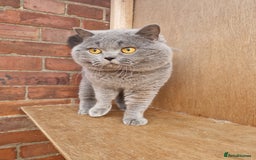 British Shorthair cats for sale: GCCF BRITISH SHORTHAIR KITTENS - Image 5