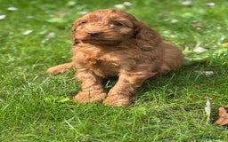 Cockapoo dogs for sale: BEAUTIFUL RED F1 COCKAPOO’S HEALTH TESTED PARENTS  - Image 14