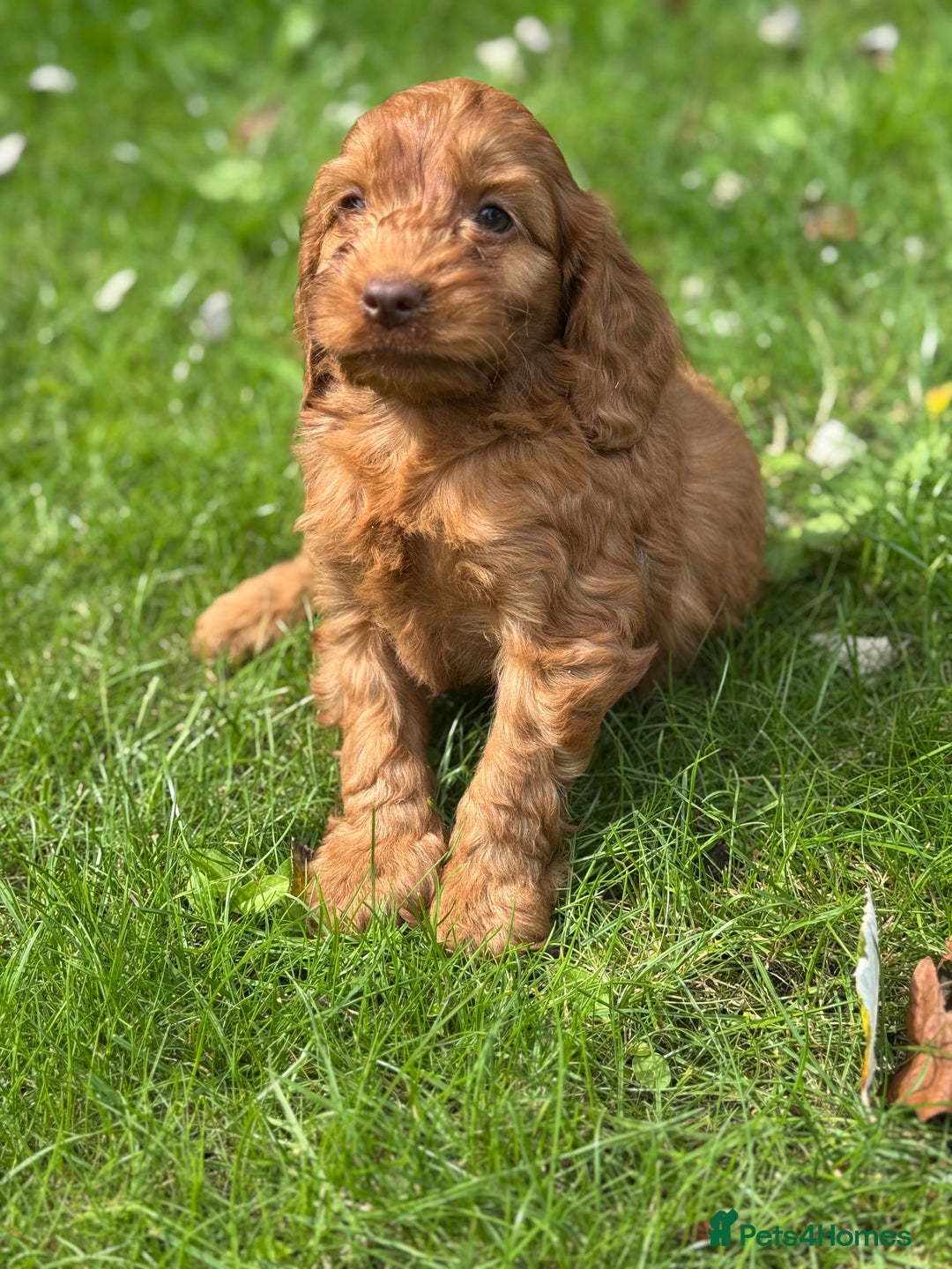 Cockapoo dogs for sale: BEAUTIFUL RED F1 COCKAPOO’S HEALTH TESTED PARENTS  - Image 14