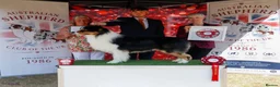 Australian Shepherd dogs for sale: Stunning Australian Shepherd Puppies  - Advert 2