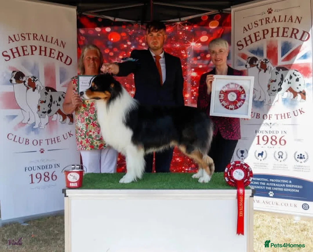 Australian Shepherd dogs for sale: Stunning Australian Shepherd Puppies  - Advert 2