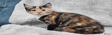 Mixed Breed 1