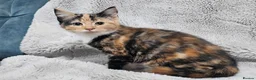 Mixed Breed cats for sale: Stunning kittens READY NOW - Advert 3