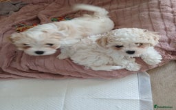 Cavachon dogs for sale: Beautiful Cavachon puppies  - Image 4
