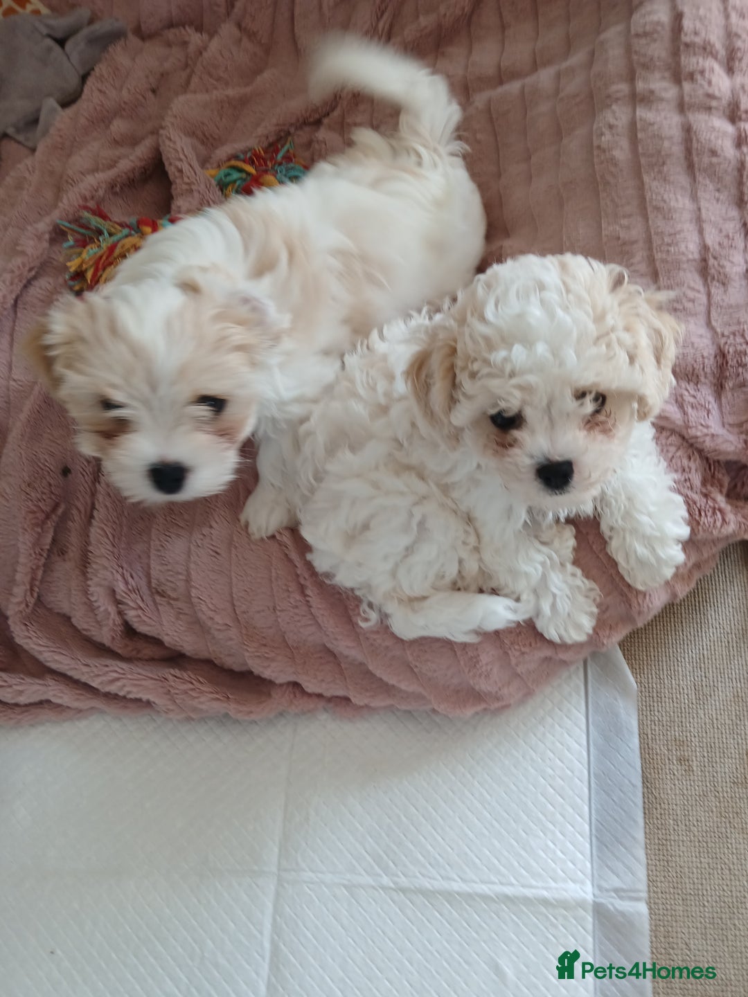Cavachon dogs for sale: Beautiful Cavachon puppies  - Image 4
