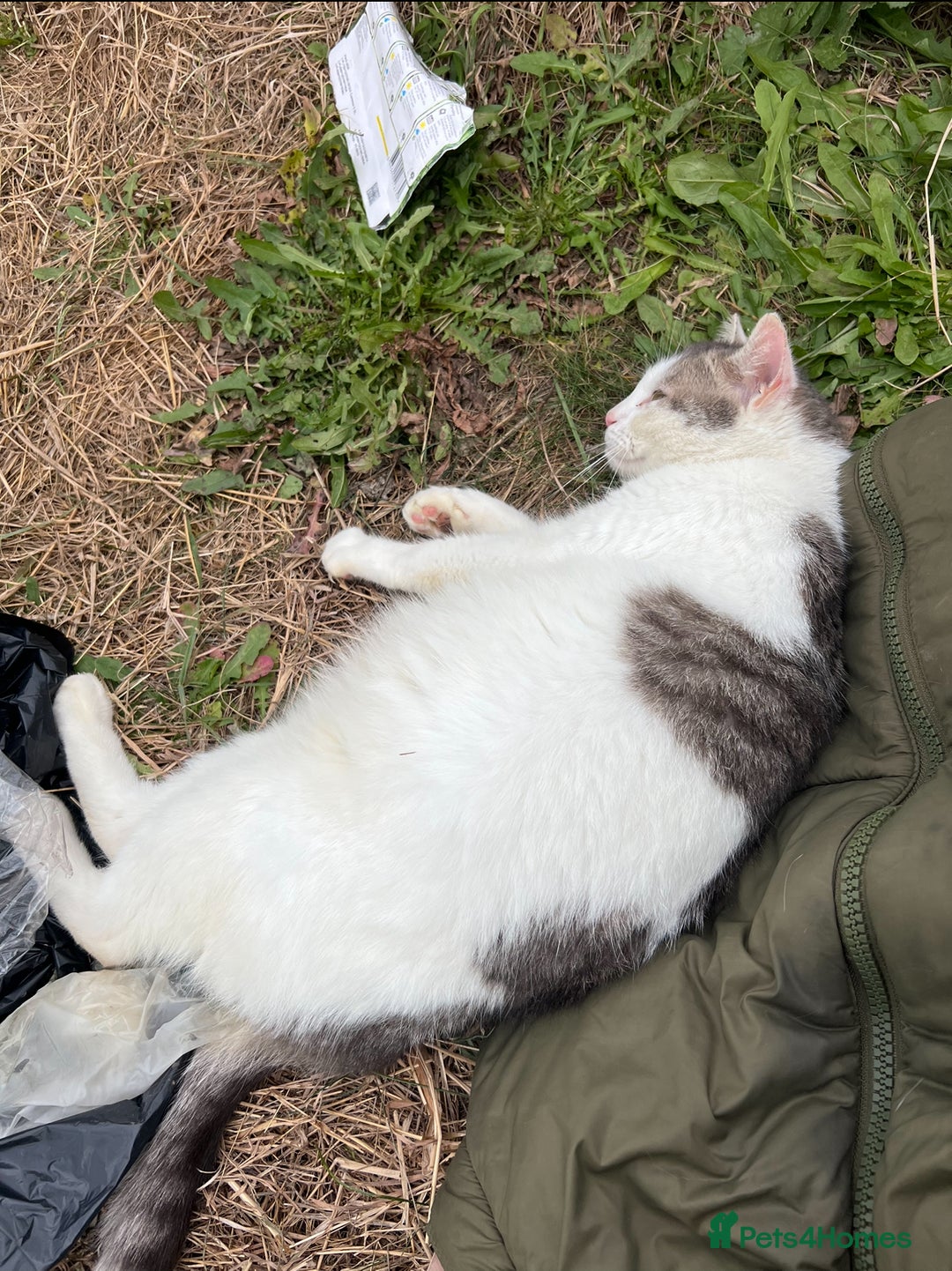American Shorthair cats for sale: 4 Gorgeous and Playful Kittens ready to go!  - Image 8