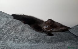 Mixed Breed cats for sale: Kittens ready to leave tomorrow ✨ - Image 5