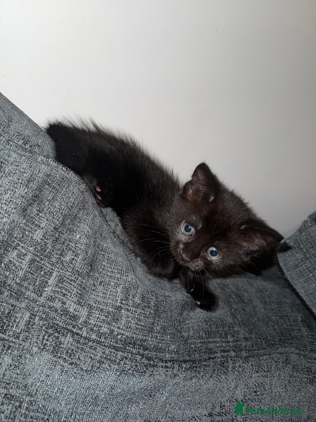 Mixed Breed cats for sale: Kittens ready to leave tomorrow ✨ - Image 5