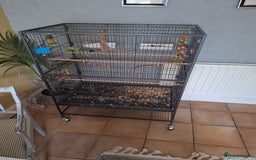 Parrots birds for sale: Ring neck parrot - Image 4