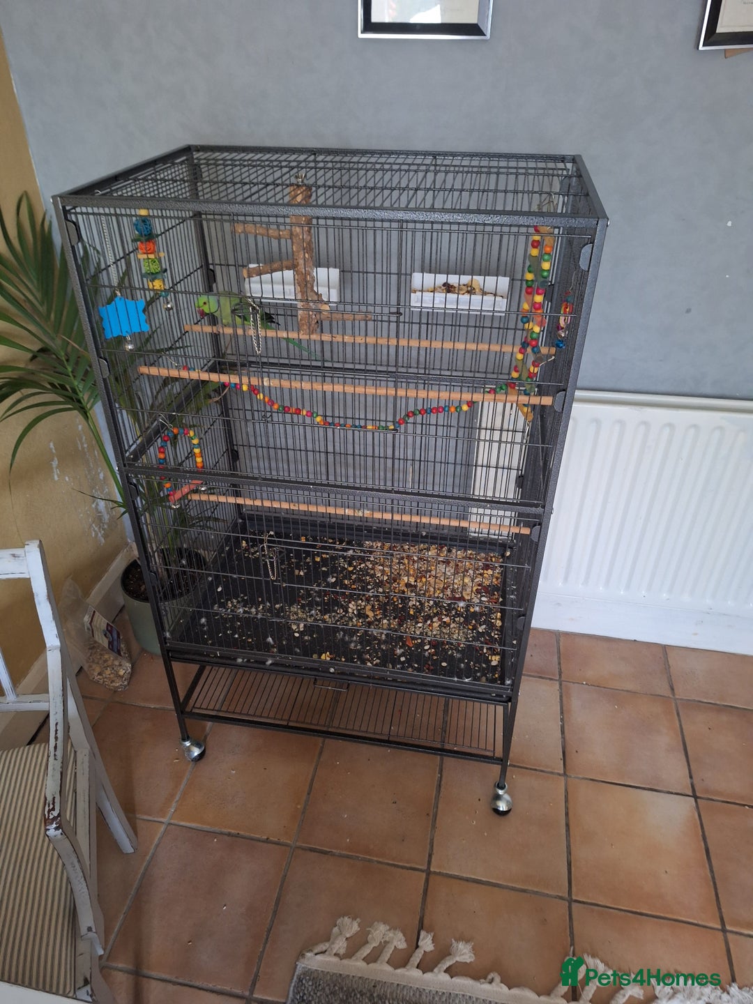 Parrots birds for sale: Ring neck parrot - Image 4