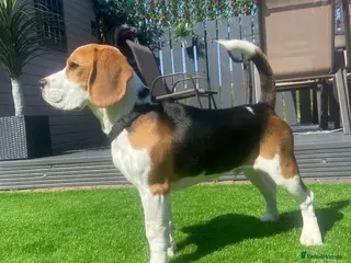 Beagle dogs Beautiful Beagle Stud - Advert 2