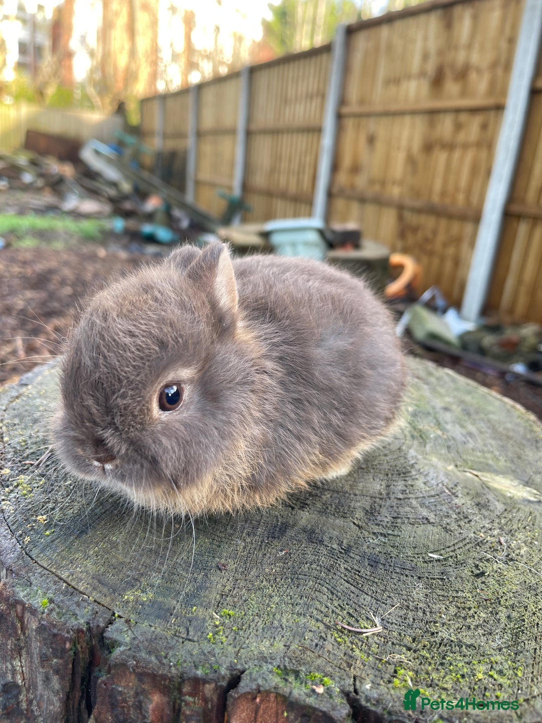 Netherland Dwarf rabbits for sale: Real Netherland Dwarf   - Advert 24