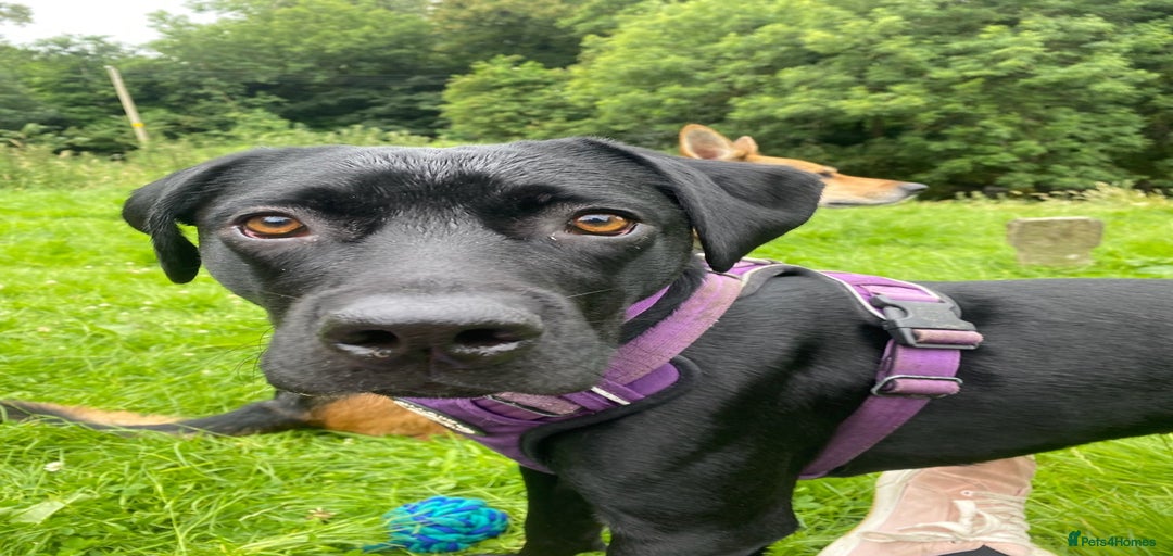 Gallery Image {{count}}