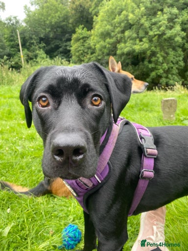 Gallery Image {{count}}