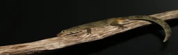 Gecko reptiles for sale: Eurydactylodes vieillardi - chameleon gecko - Advert 4