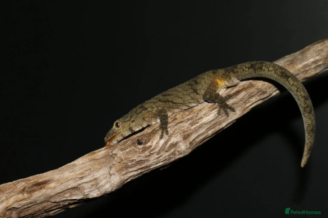 Gecko reptiles for sale: Eurydactylodes vieillardi - chameleon gecko - Advert 4