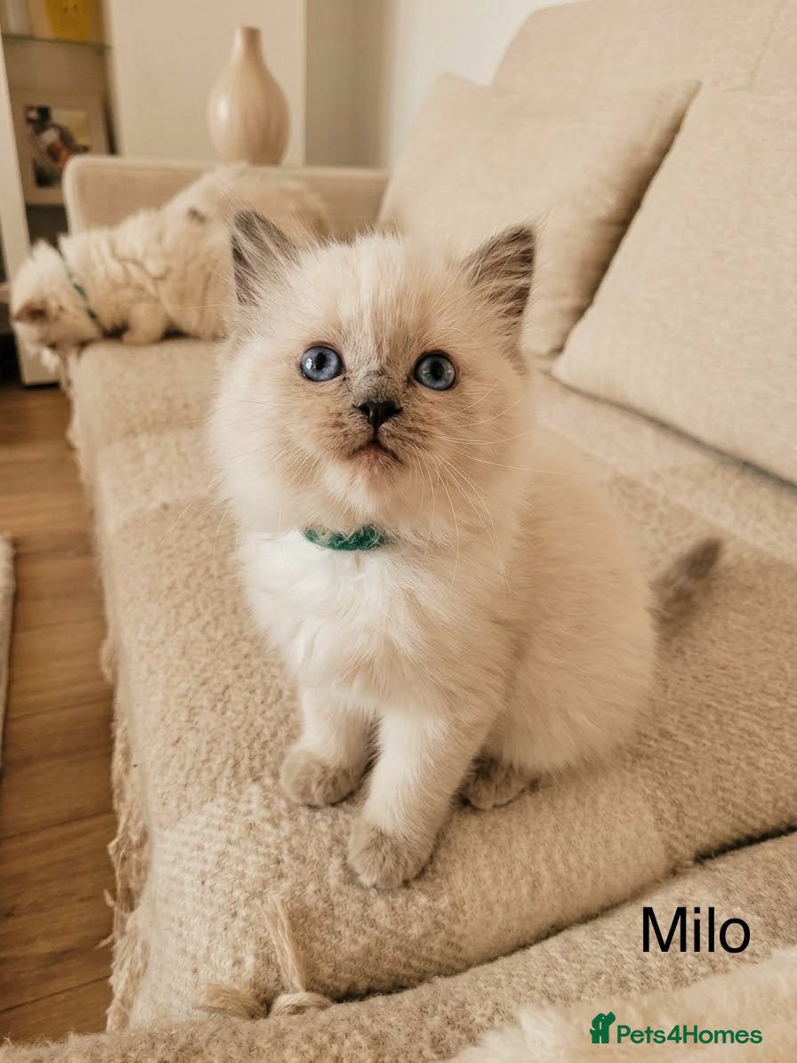 Ragdoll cats Stunning TICA-Registered Ragdoll Kittens - Advert 1