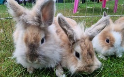 Lionhead rabbits for sale: 6 Cute Lionheads for sale - Image 4
