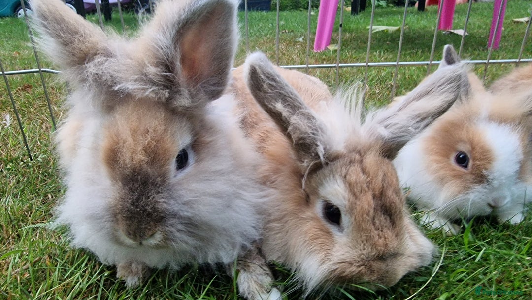 Lionhead rabbits for sale: 6 Cute Lionheads for sale - Image 4