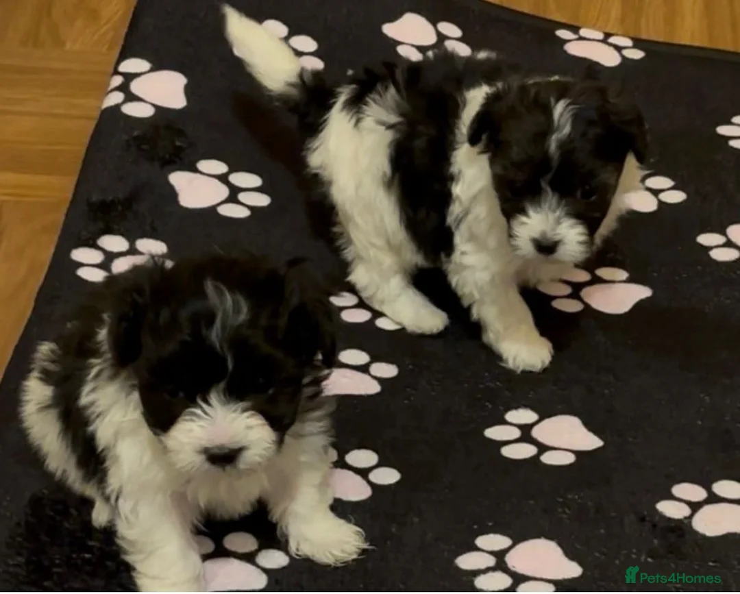 Maltipoo dogs for sale: Absolutely stunning F1 maltipoos - Advert 8