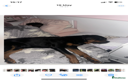 Rottweiler dogs for sale: Beautiful litter of 6 boys - Image 16