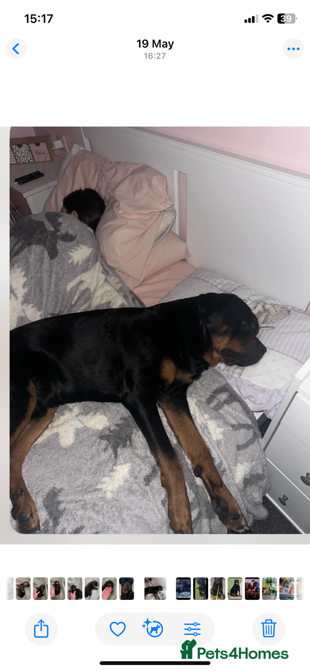 Rottweiler dogs for sale: Beautiful litter of 6 boys - Image 16