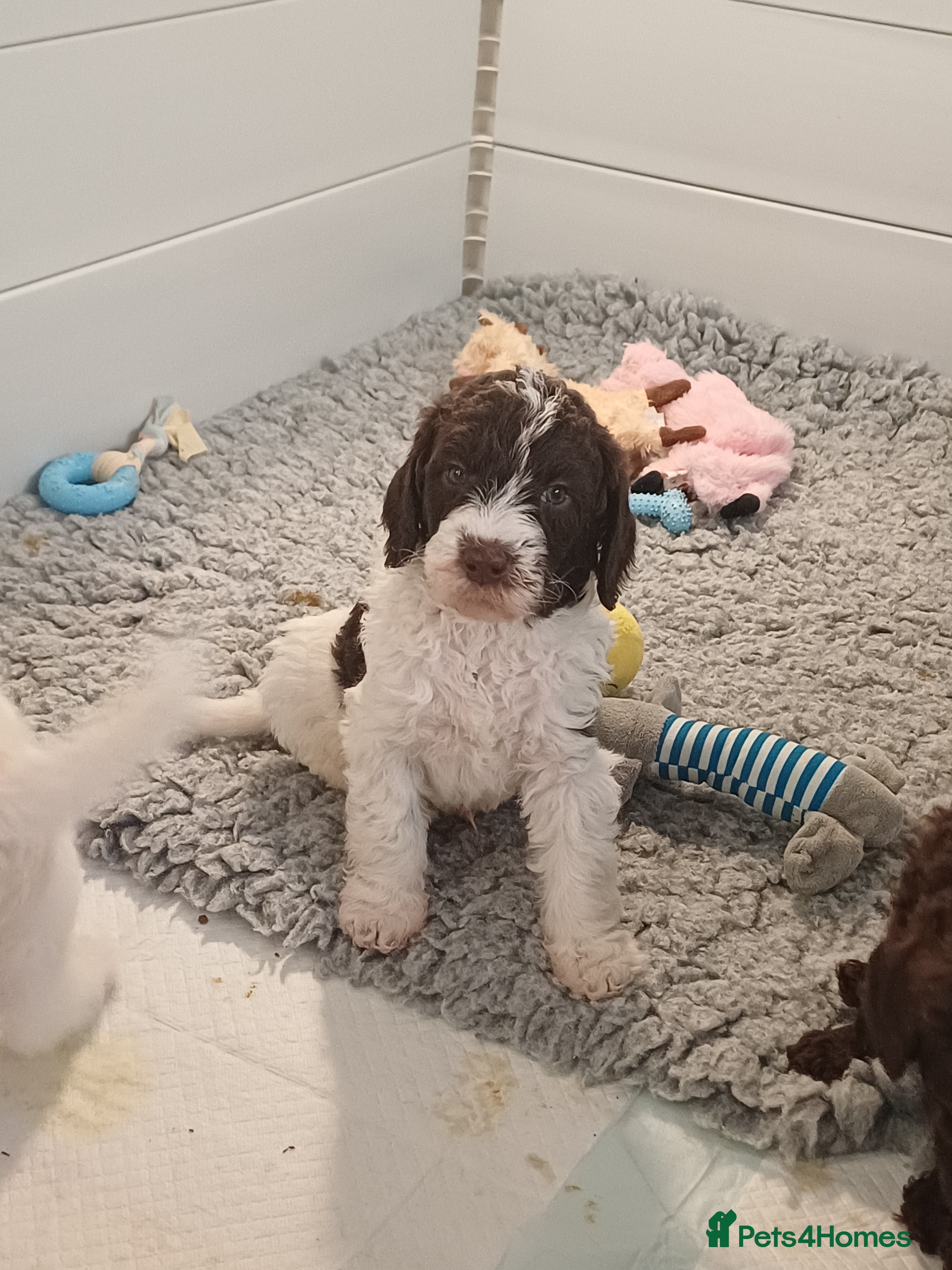 Labradoodle dogs Lovable F3B Parti Labeadoodle Puppies  - Advert 4