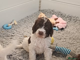 Labradoodle dogs Lovable F3B Parti Labeadoodle Puppies - Advert 4