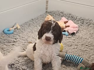 Labradoodle dogs Lovable F3B Parti Labeadoodle Puppies - Advert 3