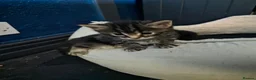Maine Coon cats for sale: Gorgeous main coon cross babies - Advert 7