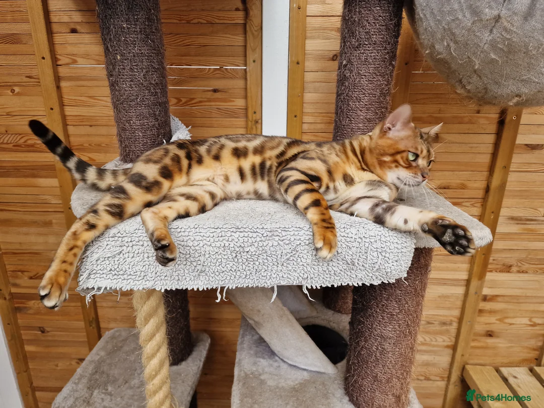 Bengal cats for stud: Bengal cat for stud, Calvin. in Peterborough - Advert 6
