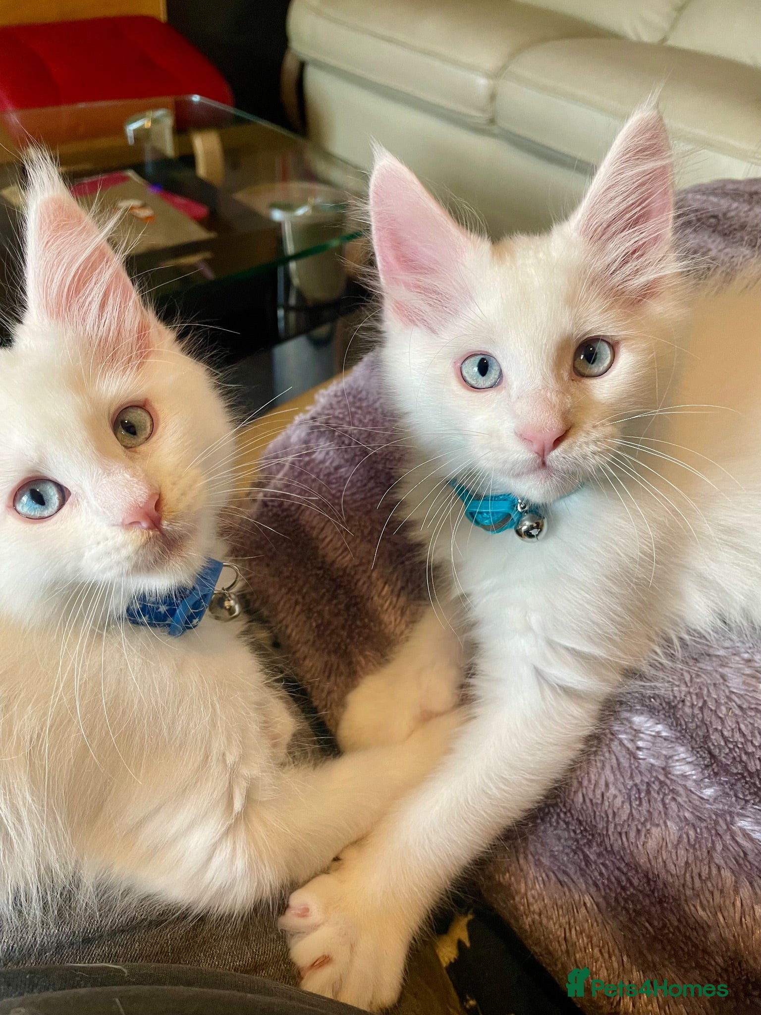 Maine Coon cats Purebred Maine Coons Boys Needing A Loving Home 😻 - Advert 1