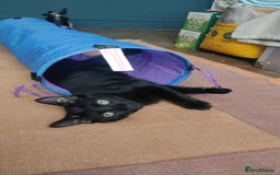 Domestic Shorthair cats for adoption: 3 playful male kittens (14-16 weeks approx)  - Image 2