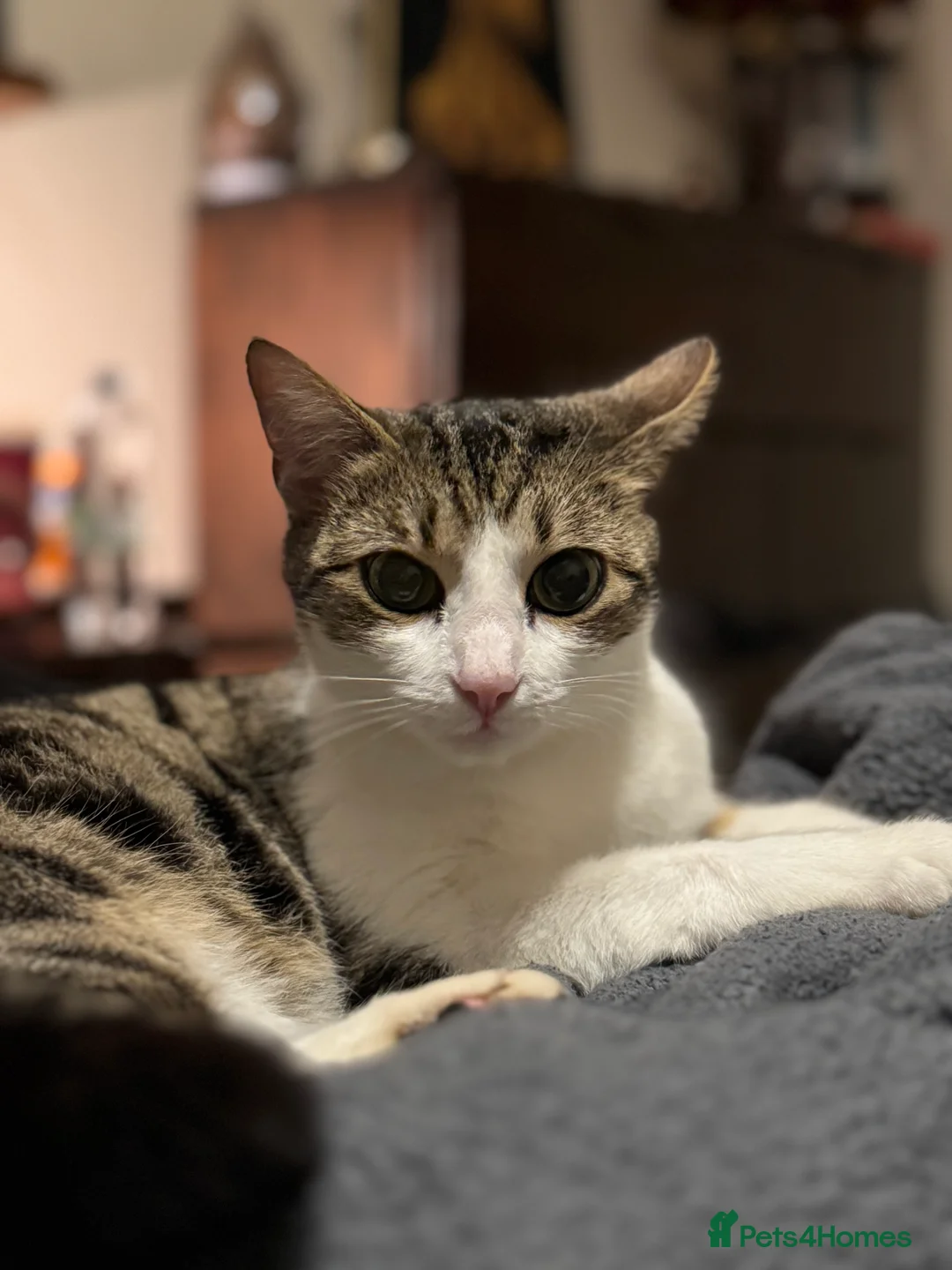 Mixed Breed cats for sale: Beautiful Bengal Cross seeking a loving new home - Advert 7