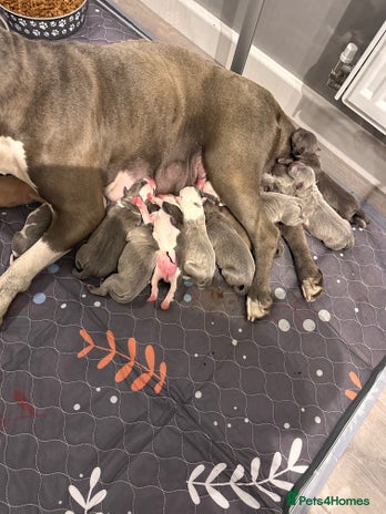 Mixed Breed dogs - Advert 2