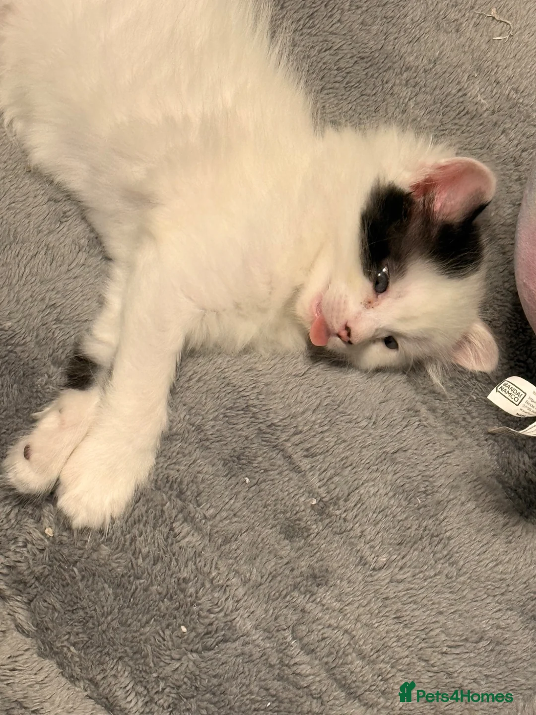 Mixed Breed cats for sale: Exquisite super friendly 1/2 Maine coon kittens . - Advert 2