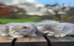 British Shorthair cats for sale: British Shorthair kittens  - Image 13