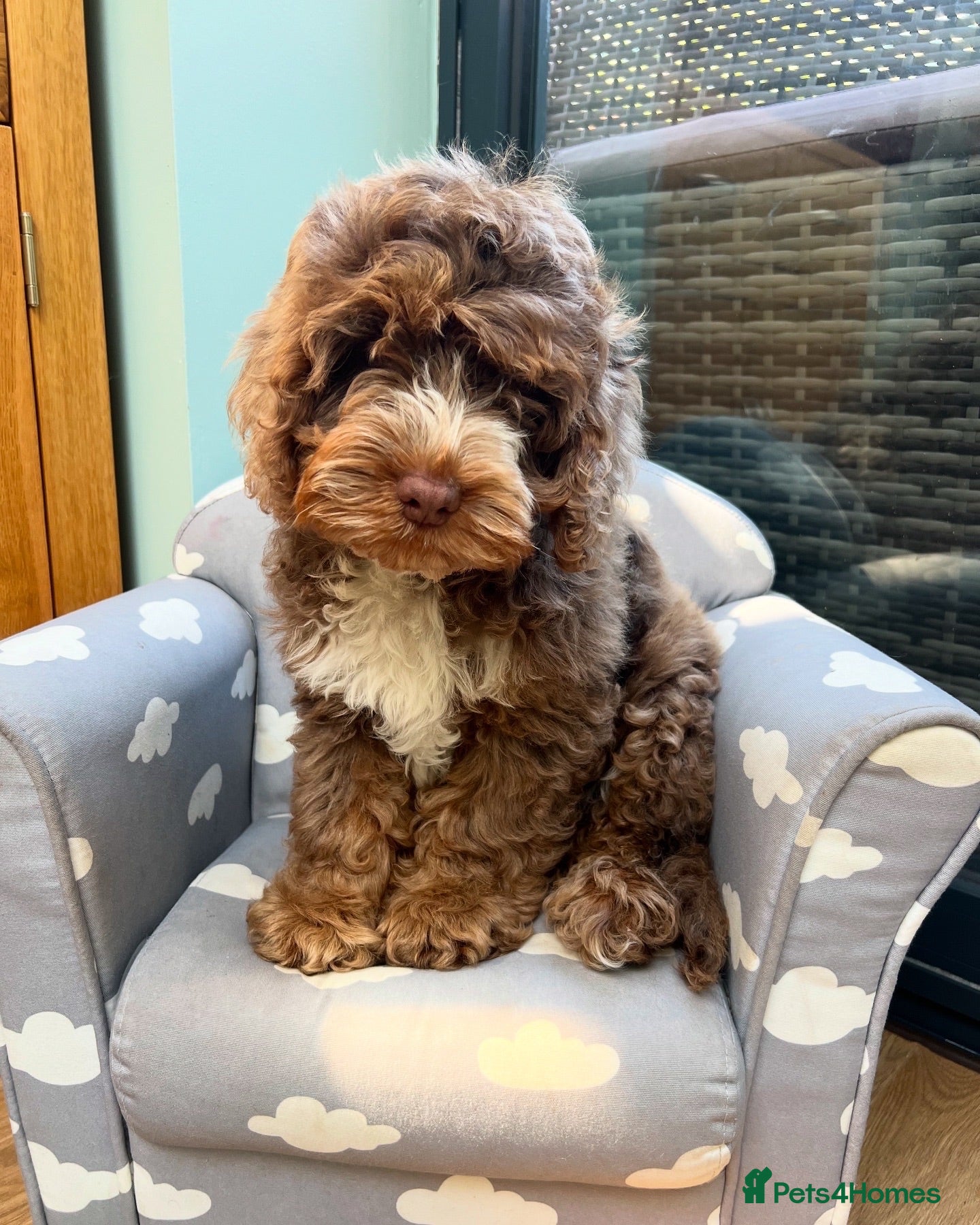 Cockapoo dogs 7 month old cockapoo - Advert 1