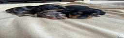 Miniature Dachshund dogs for sale: Mini dachshunds  in Berwick-upon-Tweed - Advert 22