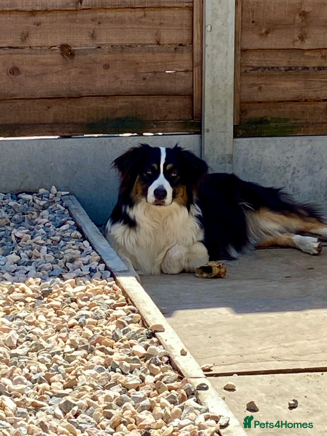 Australian Shepherd dogs for sale: Miss Julie Duckworth - Image 6