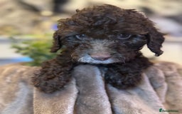 Cockapoo dogs for sale: Miniature Cockapoo Multi Generation  in Darwen - Image 34