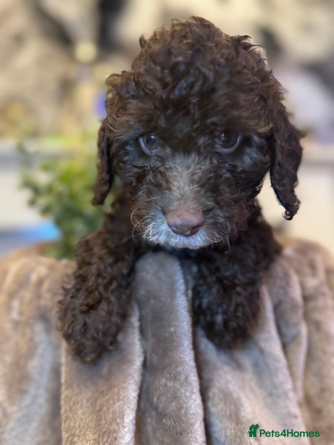 Cockapoo dogs for sale: Miniature Cockapoo Multi Generation  in Darwen - Image 34
