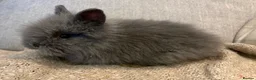 Lionhead rabbits for sale: 2 Double mane lion-head for sale last two boys  - Advert 14