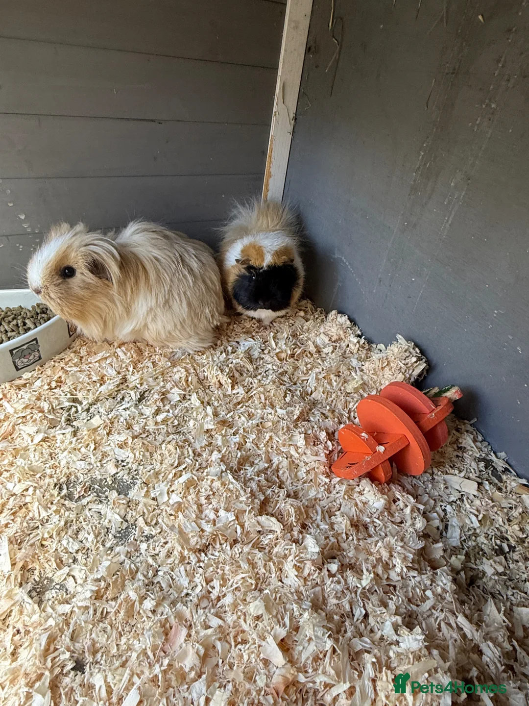 Guinea Pig rodents for sale: Guinea pigs  in Peebles - Advert 2