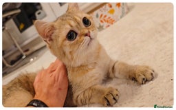 Scottish Fold cats for sale: Adorable scottish fold kittens(Delivery available) - Advert 30