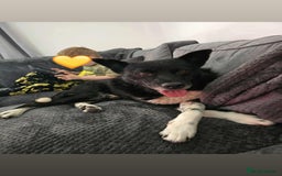 Mixed Breed dogs for adoption: Freckles is ready to find a family! - Image 2