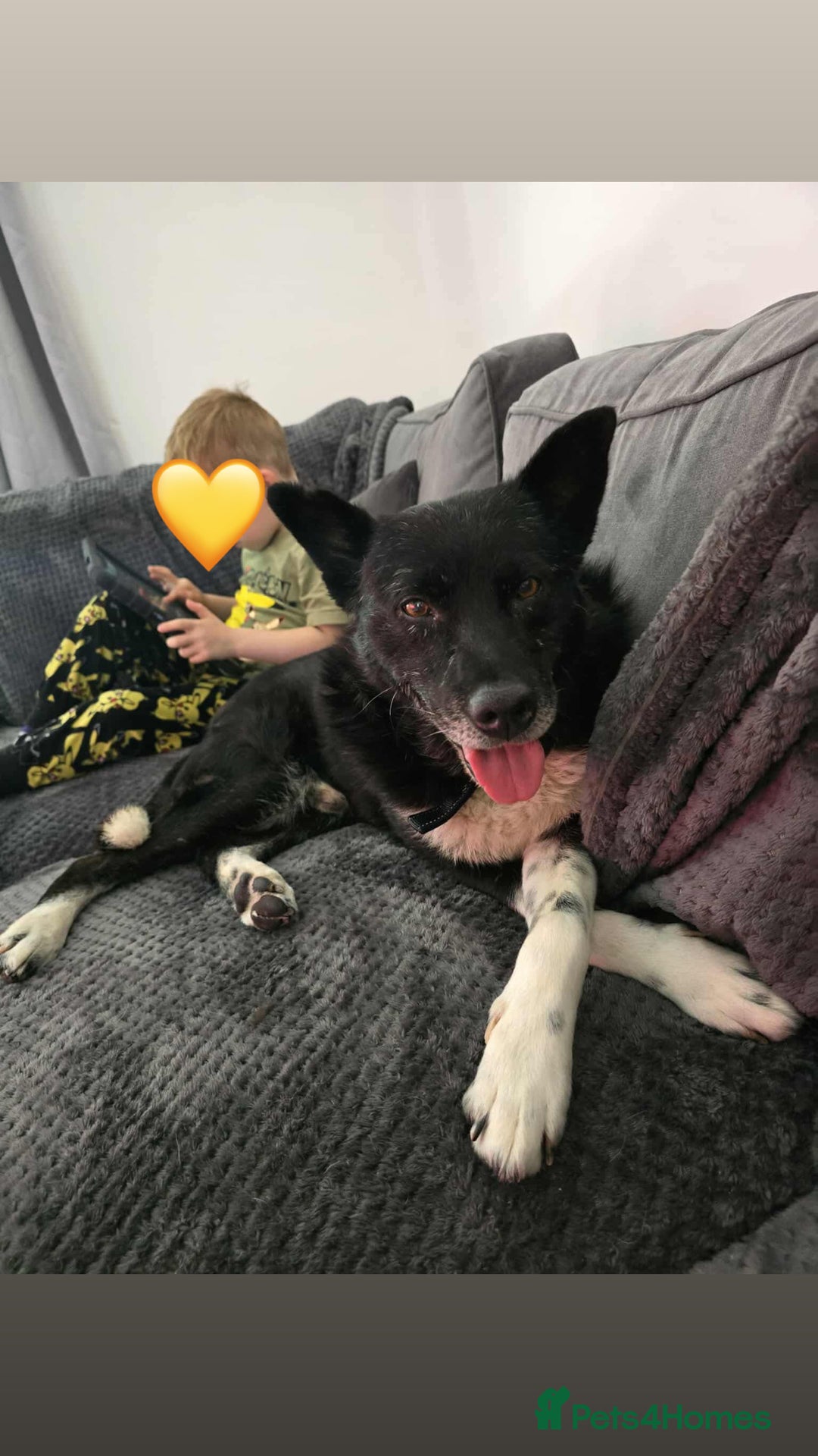 Mixed Breed dogs for adoption: Freckles is ready to find a family! - Image 2