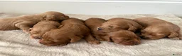 Cockapoo dogs for sale: Cockapoo puppies looking for they forever home  in Tredegar - Advert 21